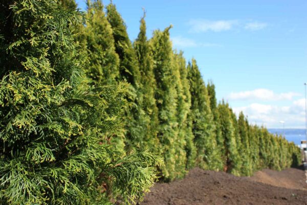 Thuja Smaragd potte 180cm-220cm 25-pak