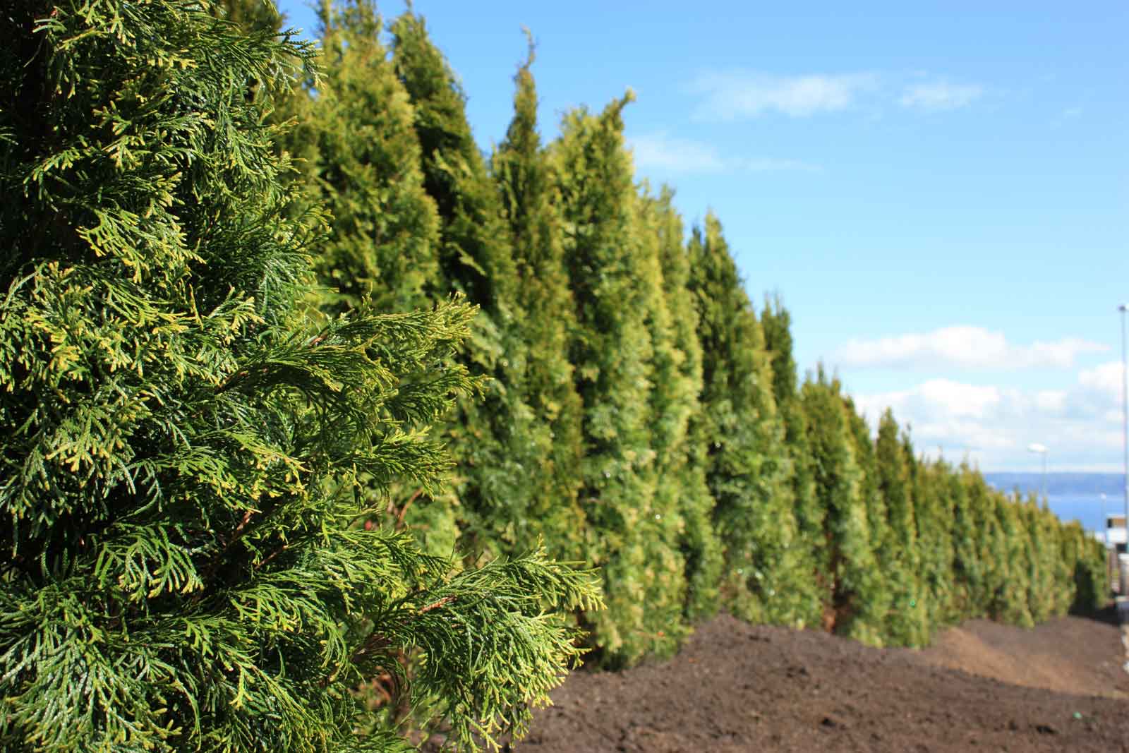 Thuja Smaragd potte 140cm-180cm 50-pak