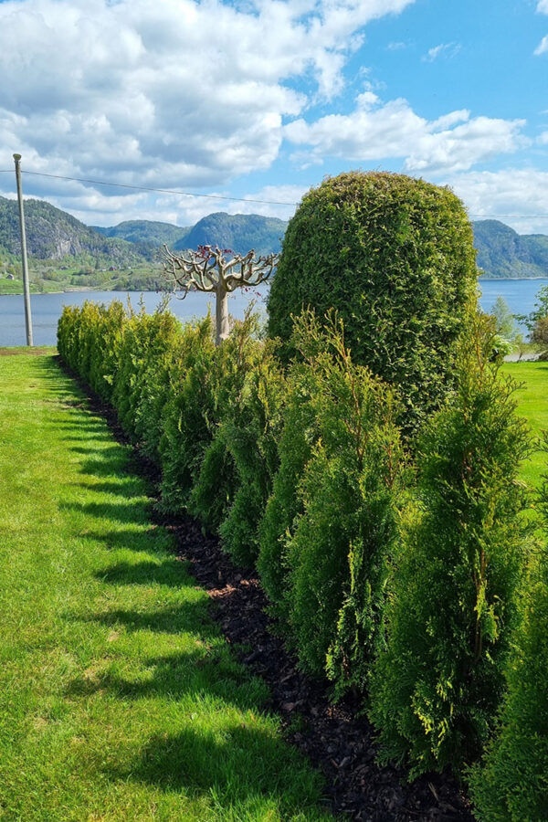 Thuja Smaragd potte 100cm-140cm 65-pak