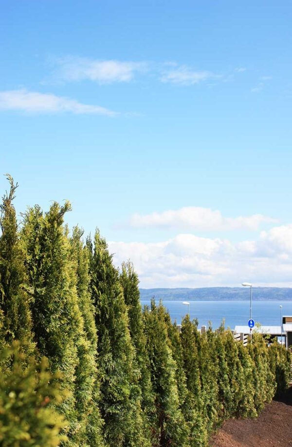 Thuja Smaragd potte 180cm-220cm 25-pak