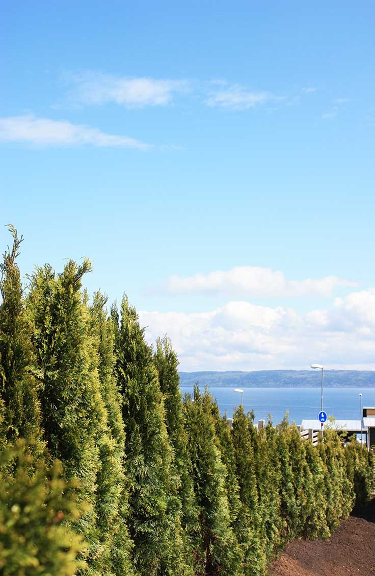 Thuja Smaragd potte 140cm-180cm 50-pak