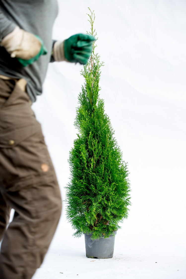 Thuja Smaragd potte 100cm-140cm 65-pak