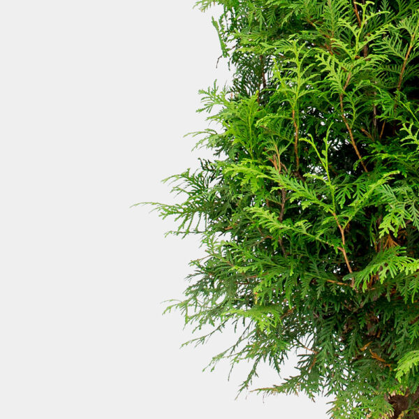 Kæmpethuja potte 140-180cm 50-pak