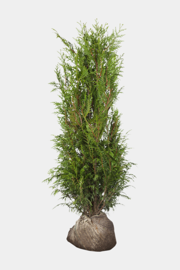 Kæmpethuja rodklump 140cm - 180cm 50-pak