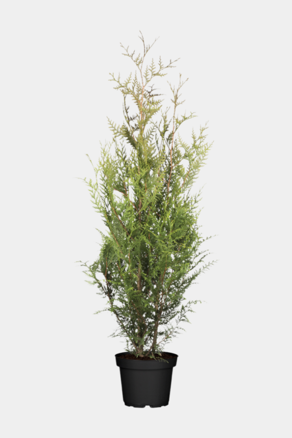 Kæmpethuja potte 140-180cm 50-pak