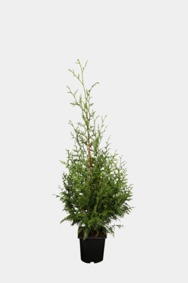 Kæmpethuja potte 60-100cm 75-pak