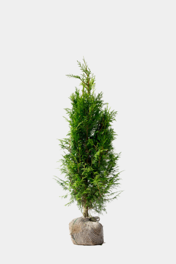 Kæmpethuja rodklump 60cm - 100cm 60-pak