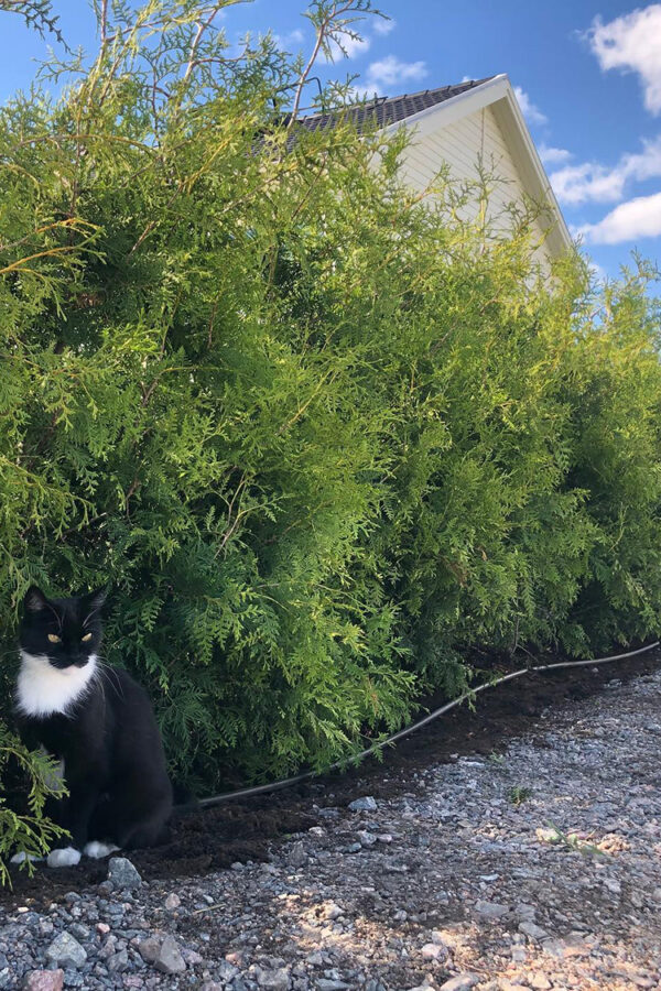 Thuja Brabant potte 180cm-220cm 25-pak