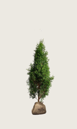 Thuja King of Brabant