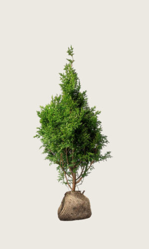 Thuja King of Brabant