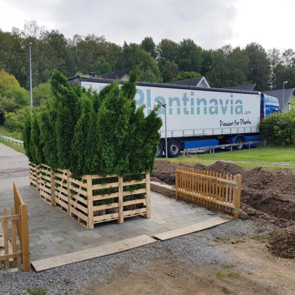 Thuja Smaragd potte 180cm-220cm 25-pak