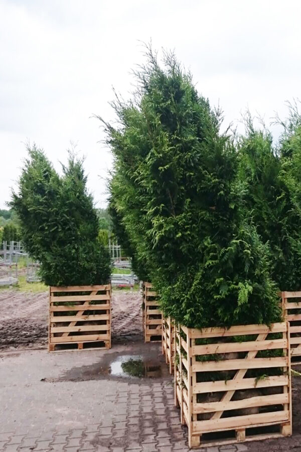 Thuja Brabant rodklump 180-220cm 25-pak