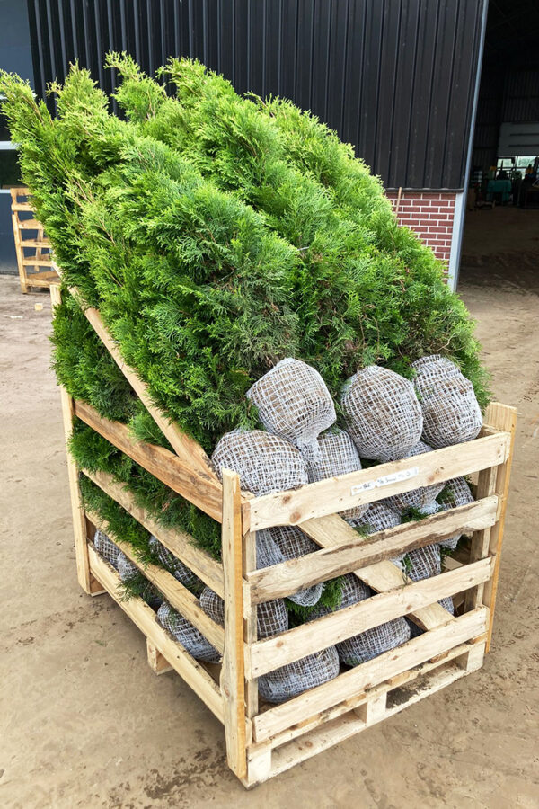 Thuja Smaragd rodklump 100-140cm 50-pak