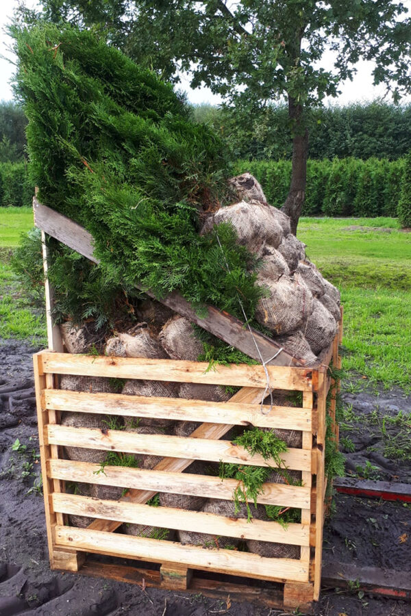 Thuja Smaragd rodklump 140-180cm 50-pak