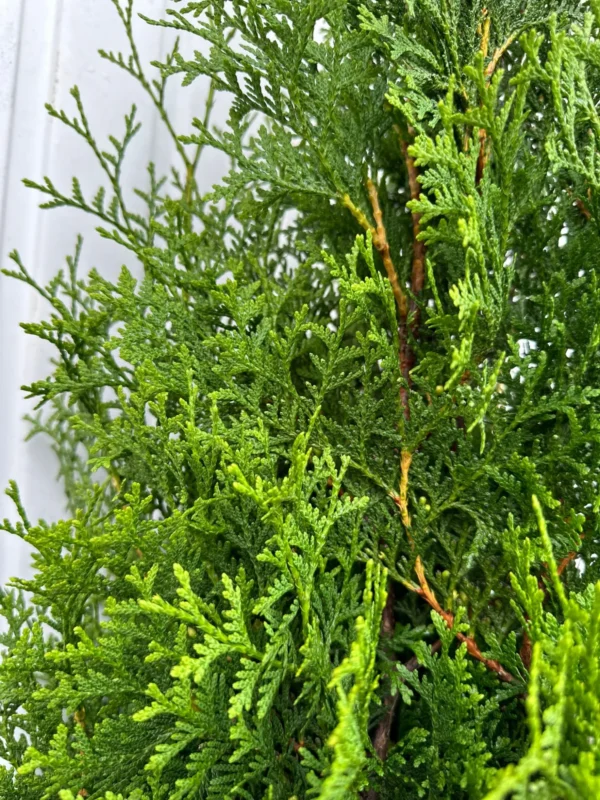 Thuja King of Brabant Rodklump Budget Pakke 100-140cm - Billede 3