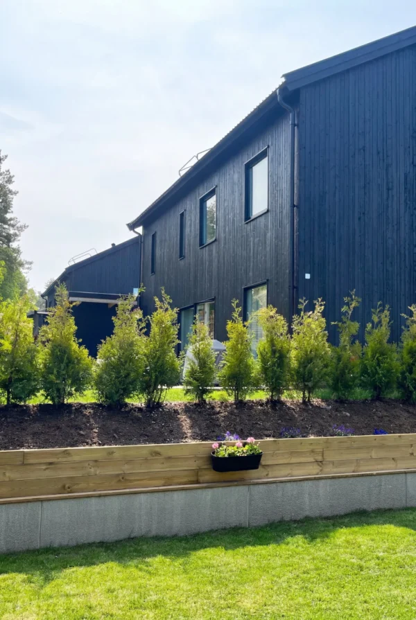 Thuja King of Brabant Rodklump Budget Pakke 100-140cm - Billede 2