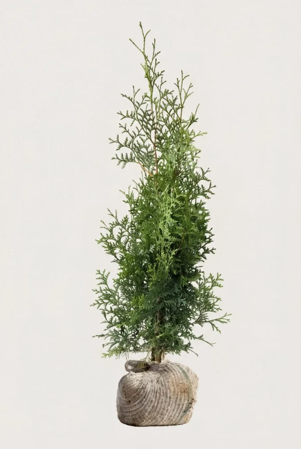 Thuja Brabant hæk Budget Pakke med rodklump 100-140cm - Giver øjeblikkelig afskærmning