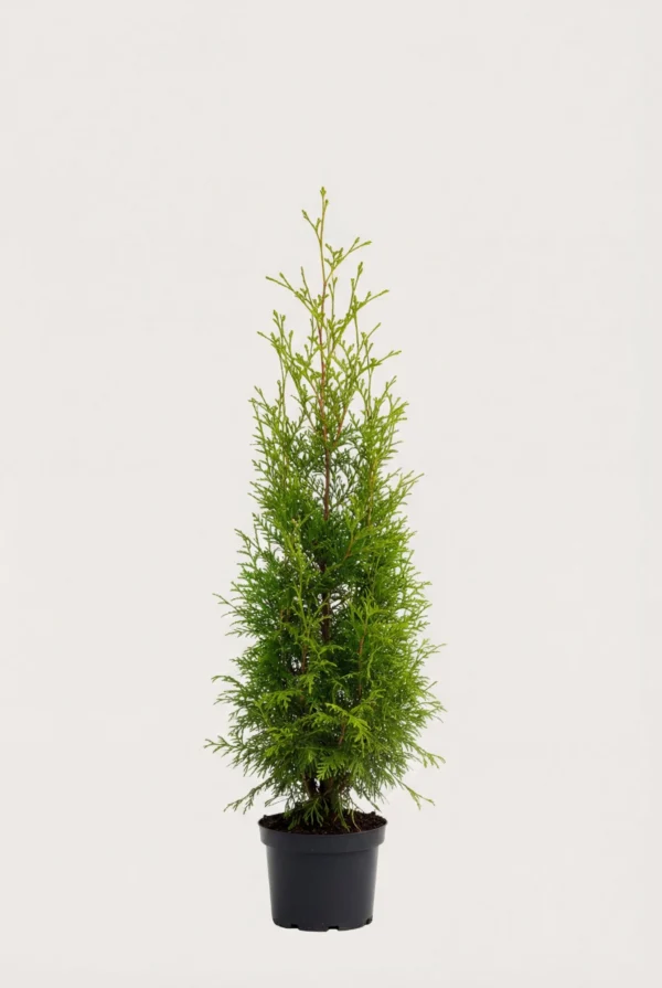 Thuja Brabant hæk Budget Pakke i potte 100-140cm - Giver øjeblikkelig afskærmning