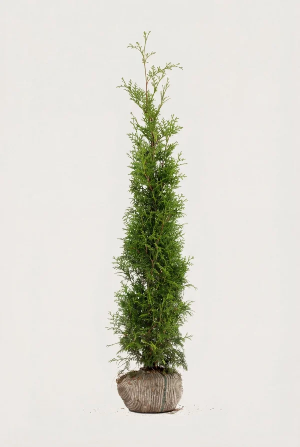 Thuja Brabant hæk Budget Pakke med rodklump 140-180cm - Giver øjeblikkelig afskærmning