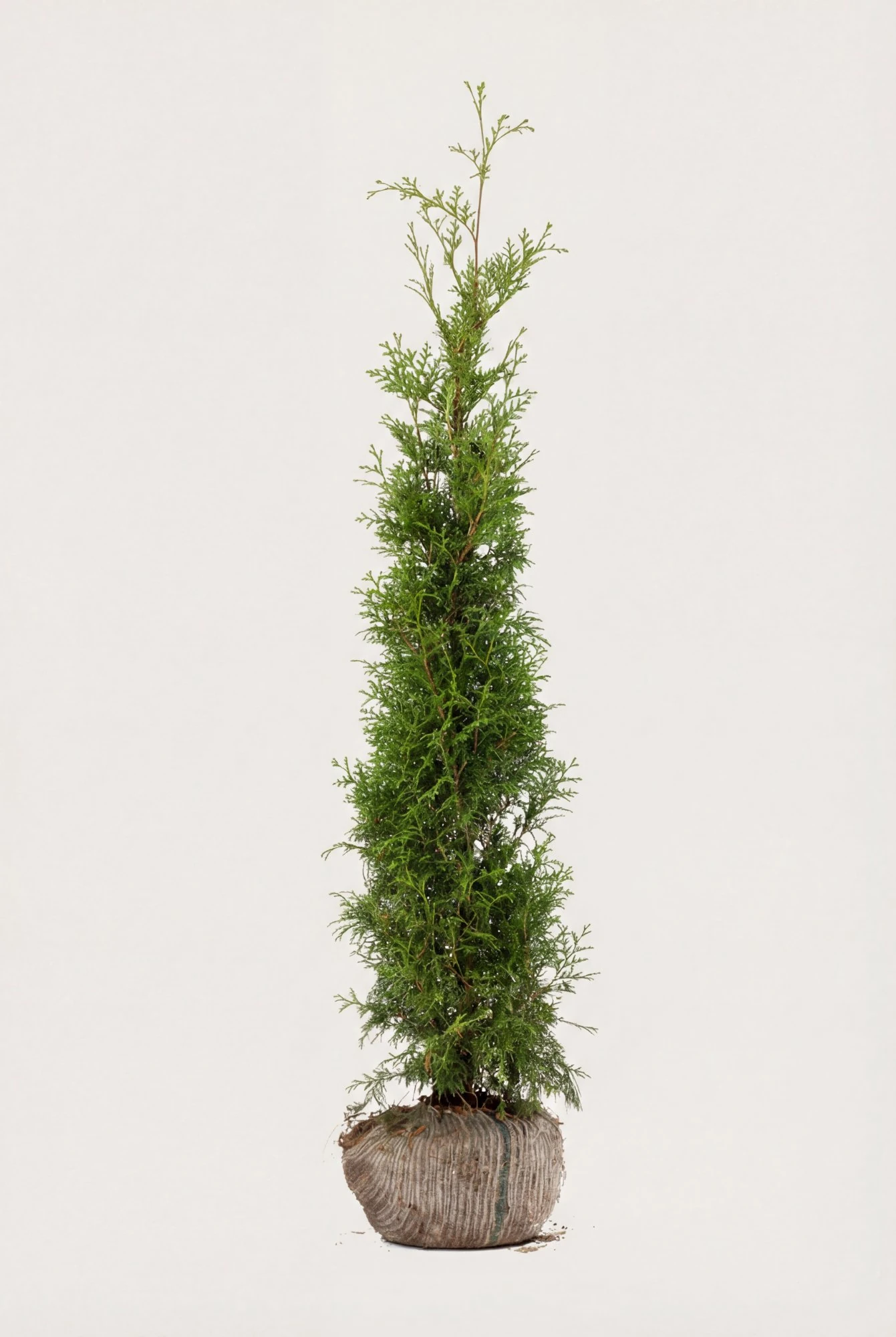 Thuja Brabant hæk Budget Pakke med rodklump 180-220cm - Giver øjeblikkelig afskærmning