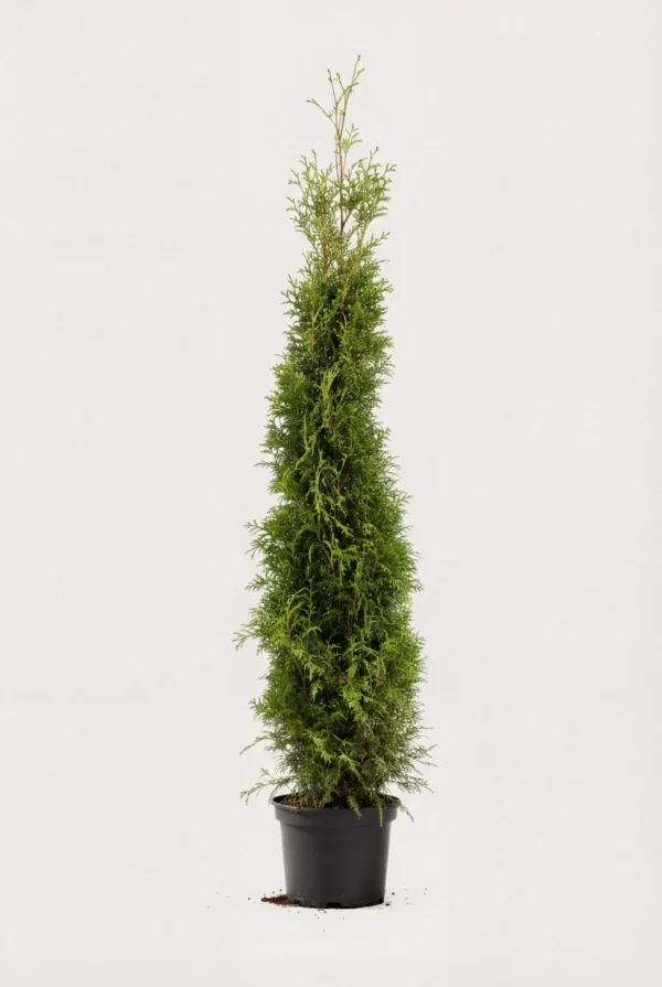 Thuja Brabant hæk Budget Pakke i potte 180-220cm - Giver øjeblikkelig afskærmning