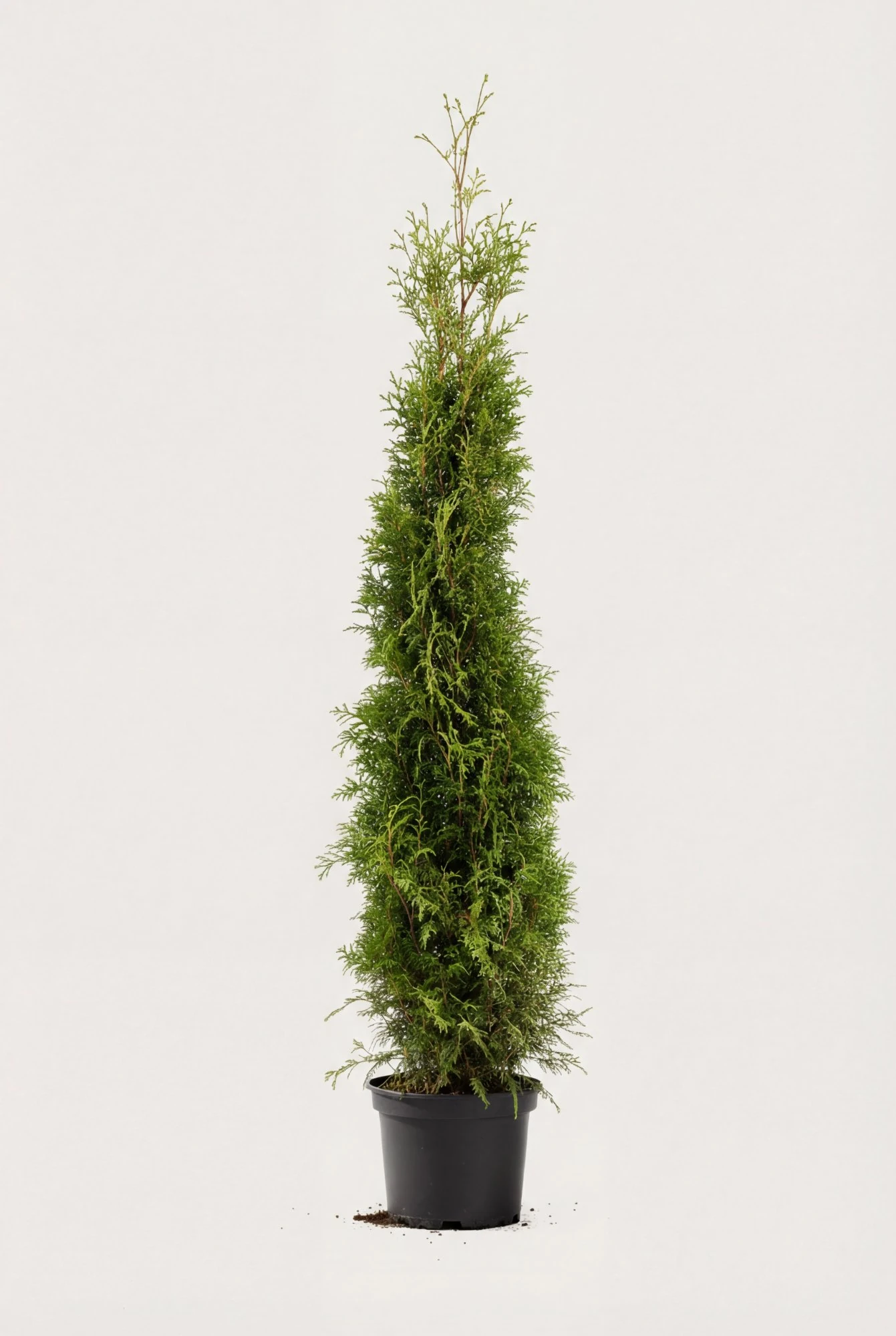 Thuja Brabant hæk Budget Pakke i potte 180-220cm - Giver øjeblikkelig afskærmning