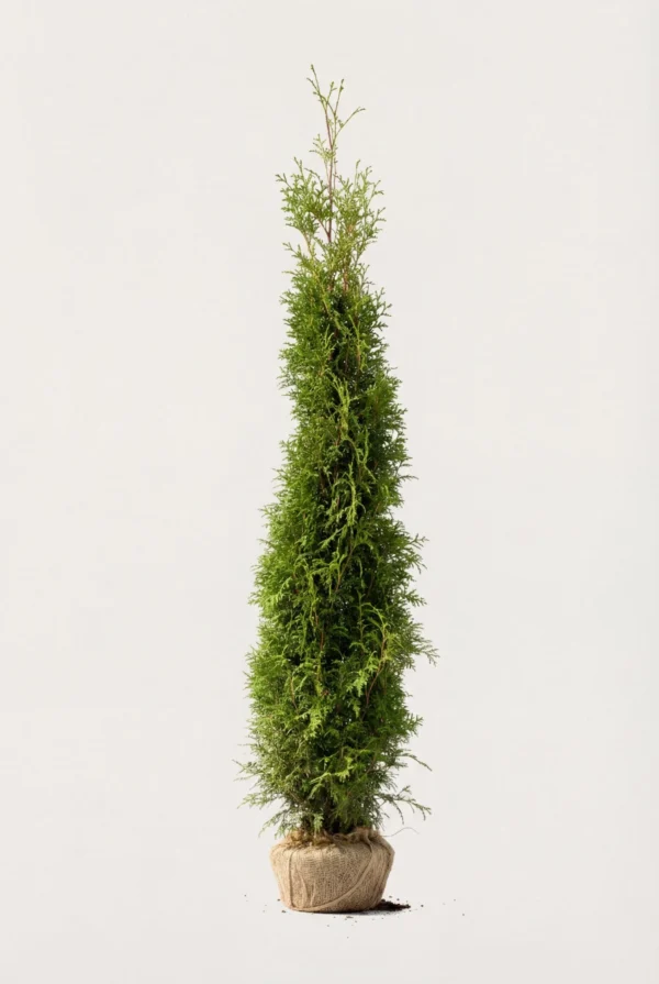 Thuja Brabant hæk Budget Pakke med rodklump 220-260cm - Giver øjeblikkelig afskærmning