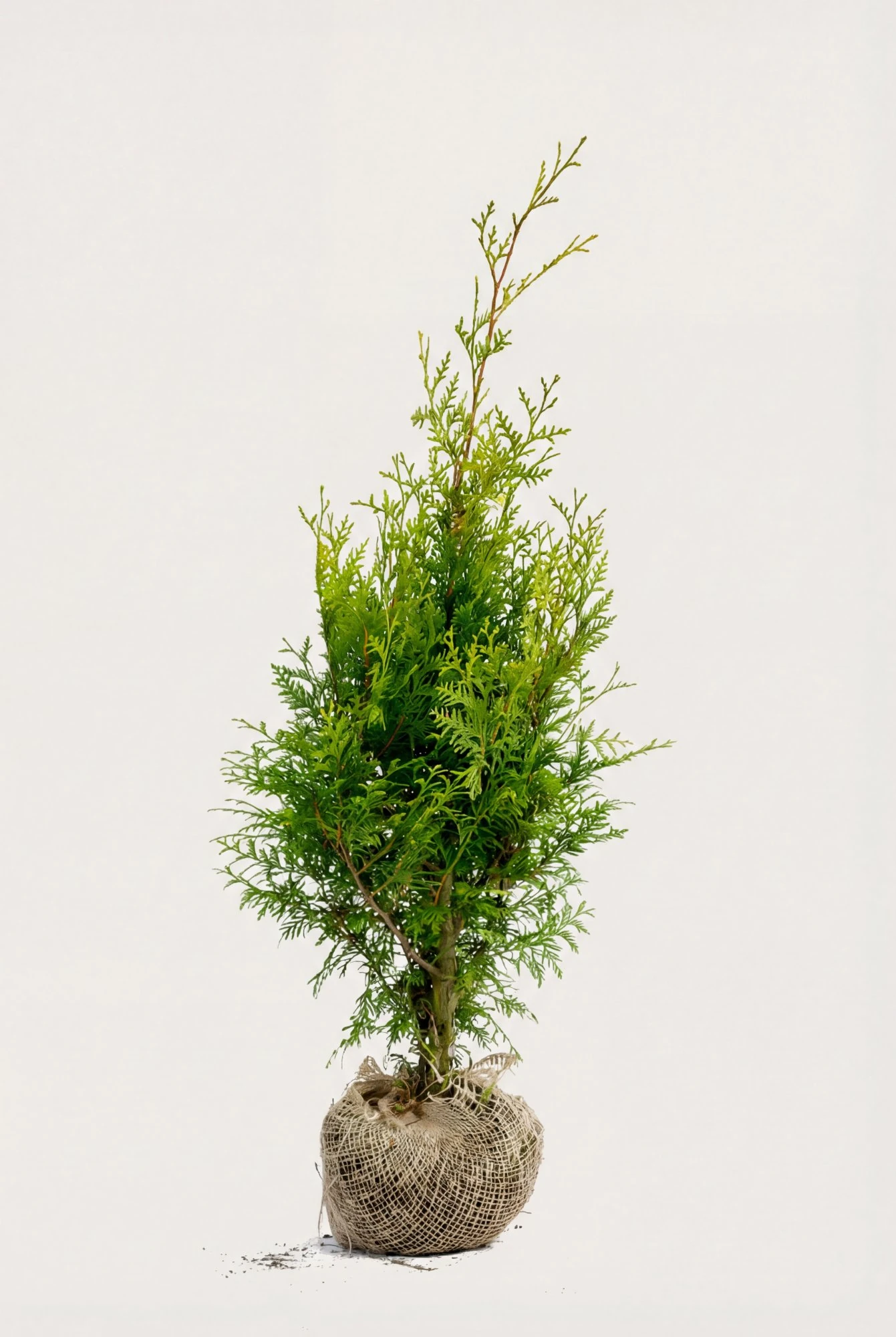 Thuja Brabant hæk Budget Pakke med rodklump 60-100cm - Giver øjeblikkelig afskærmning