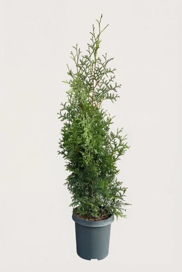 Thuja Brabant hæk Budget Pakke i potte 60-100cm - Giver øjeblikkelig afskærmning
