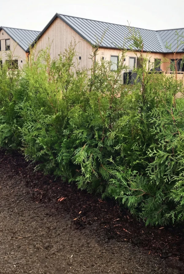 Thuja Brabant Potte Genius Pakke 140-180cm - Billede 2