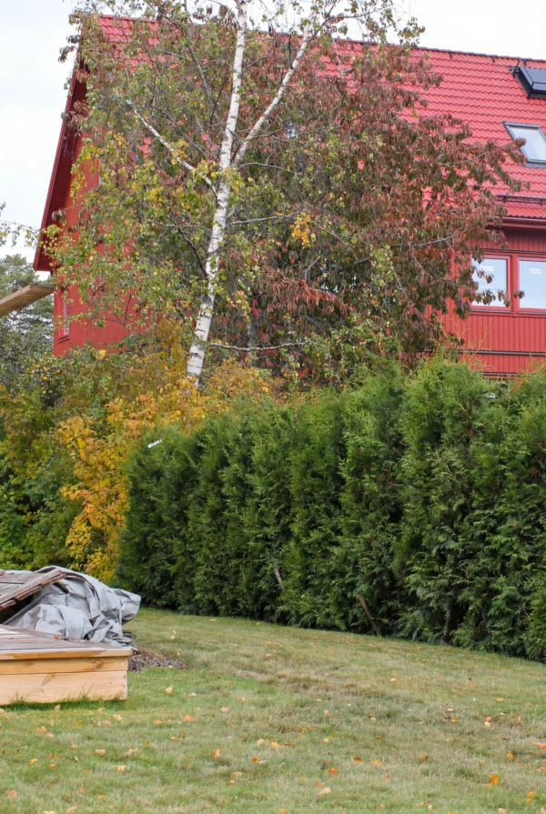 Thuja Brabant Rodklump Genius Pakke 220-260cm - Billede 2