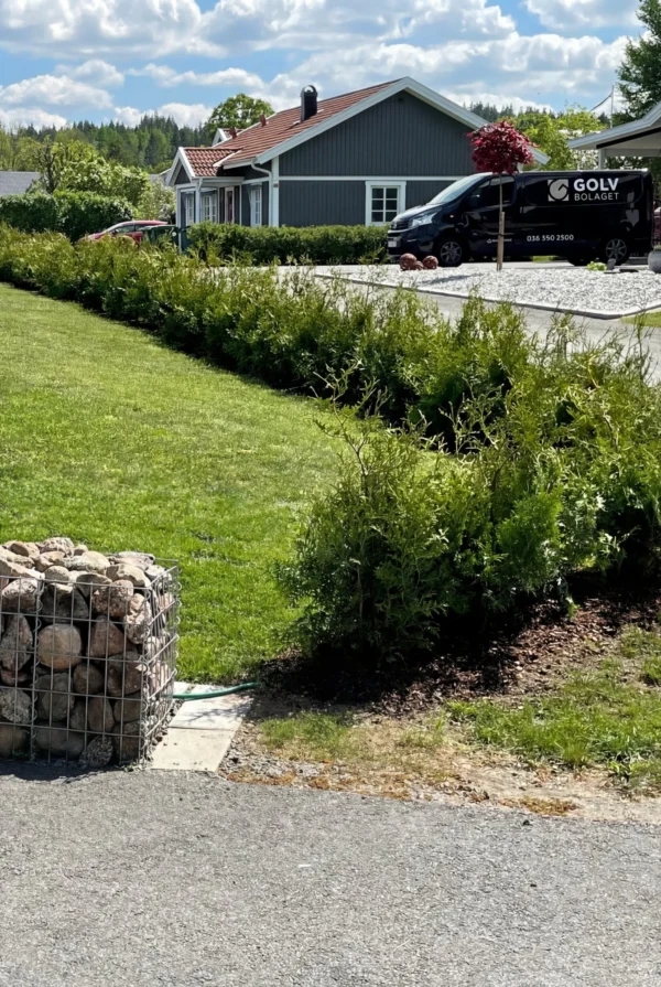 Thuja Brabant Potte Genius Pakke 60-100cm - Billede 2