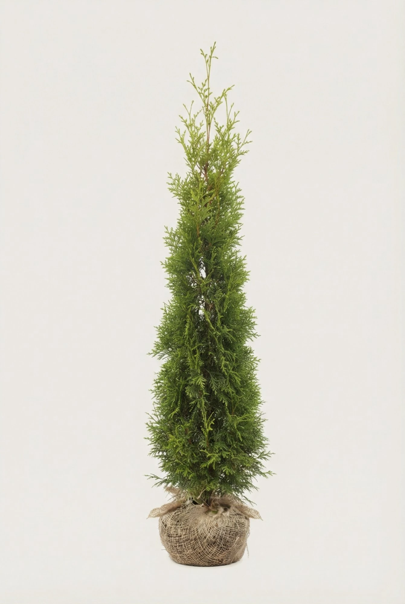Thuja King of Brabant hæk Budget Pakke med rodklump 180-220cm - Giver øjeblikkelig afskærmning