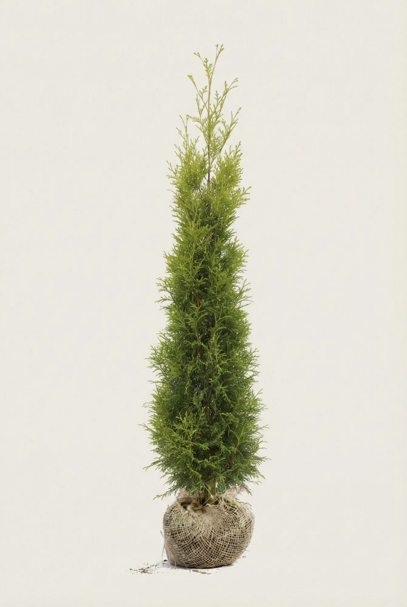 Thuja King of Brabant hæk Budget Pakke med rodklump 220-260cm - Giver øjeblikkelig afskærmning