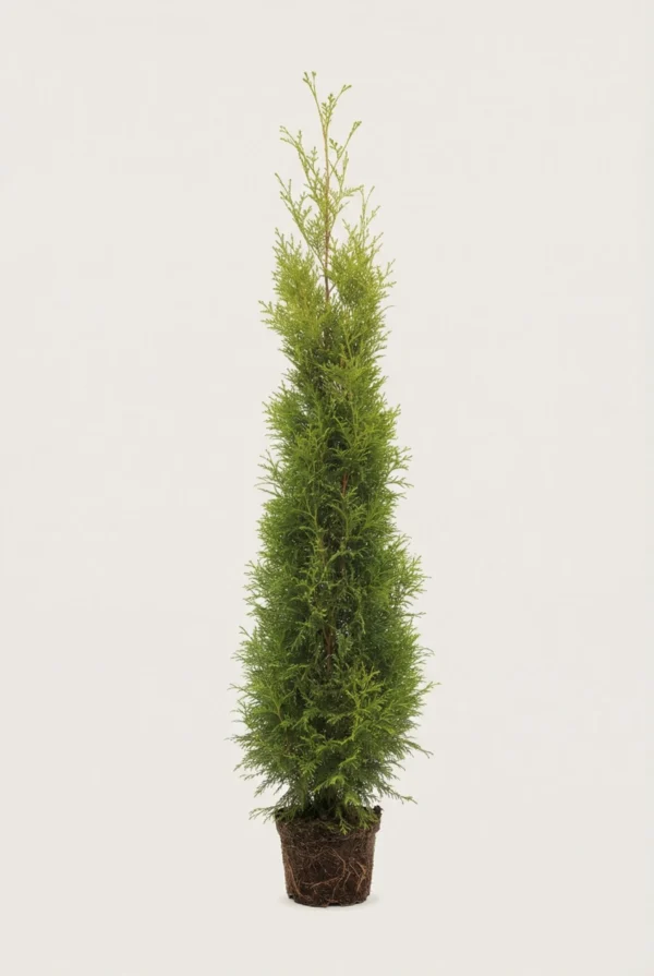 Thuja King of Brabant hæk Budget Pakke i potte 220-260cm - Giver øjeblikkelig afskærmning