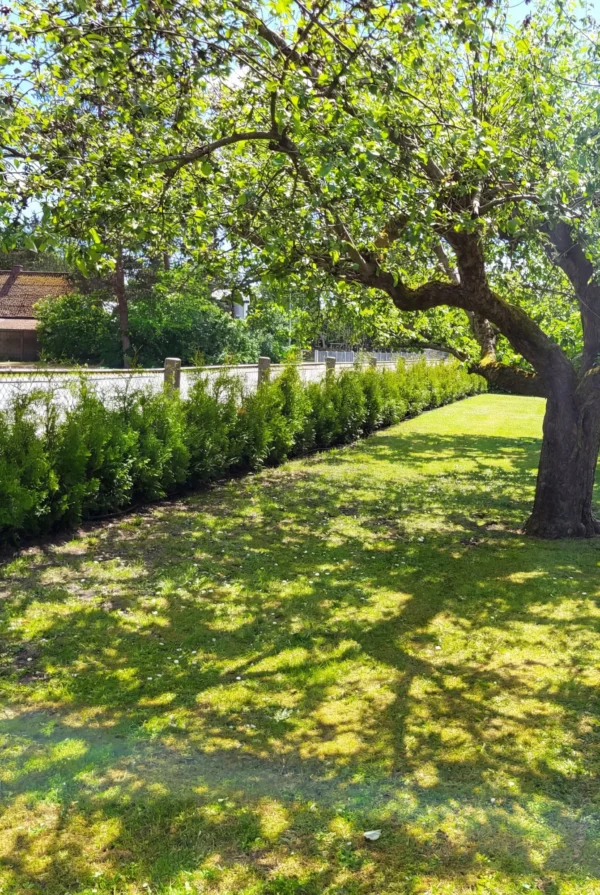 Thuja King of Brabant Rodklump Genius Pakke 100-140cm - Billede 2