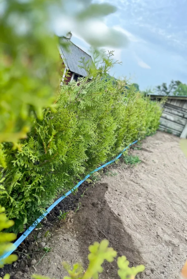 Thuja King of Brabant Potte Genius Pakke 180-220cm - Billede 2