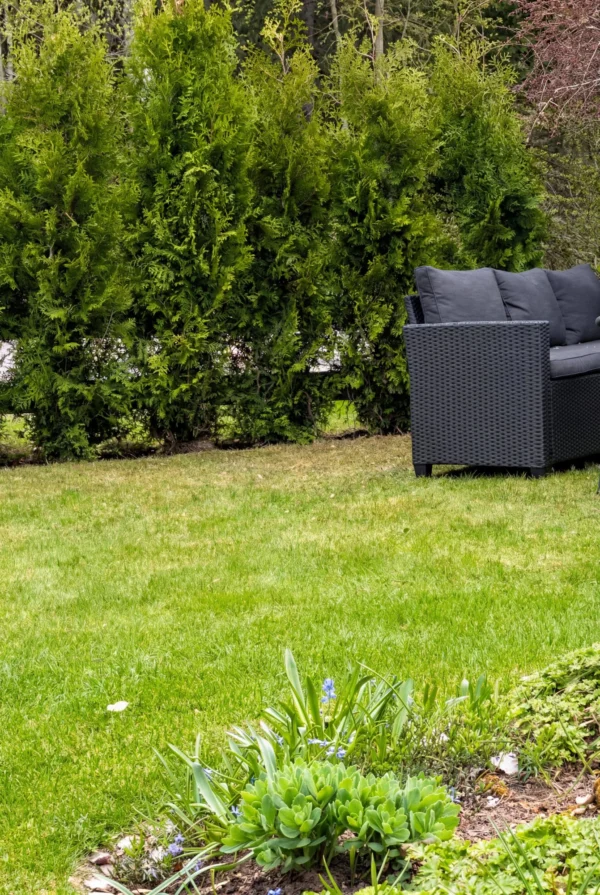 Thuja King of Brabant Rodklump Genius Pakke 220-260cm - Billede 2