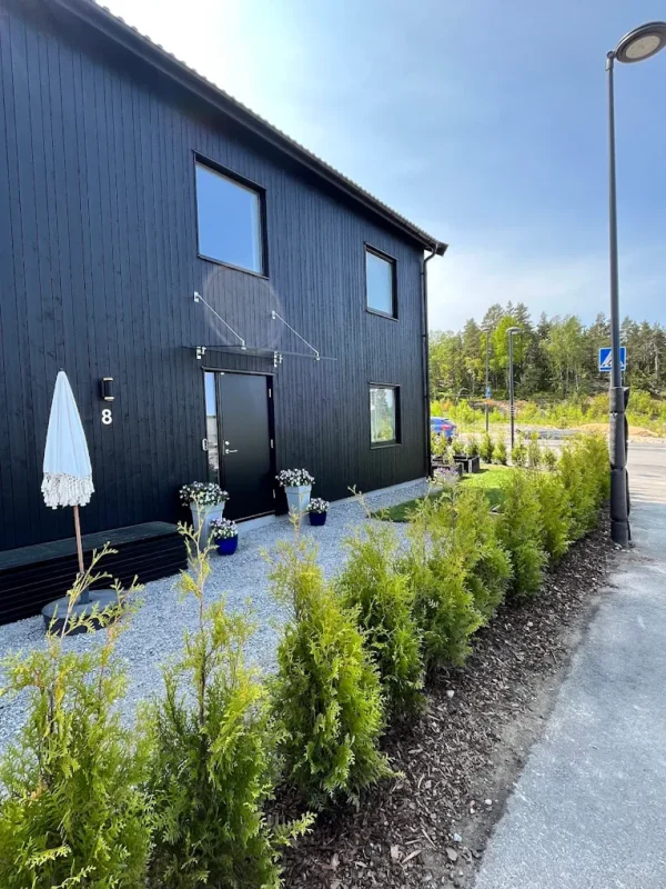 Thuja King of Brabant Rodklump Genius Pakke 60-100cm - Billede 2