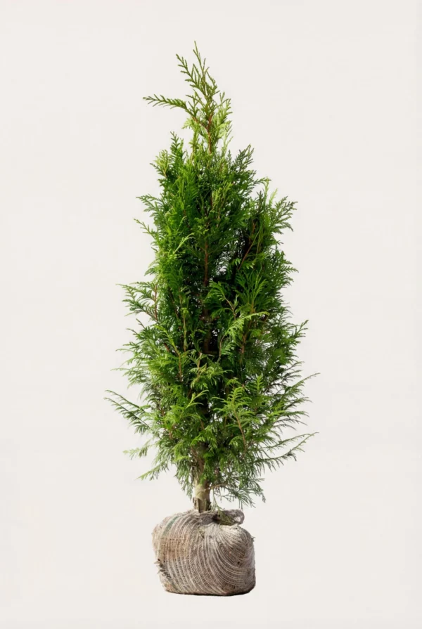 Kæmpethuja hæk Budget Pakke med rodklump 100-140cm - Giver øjeblikkelig afskærmning