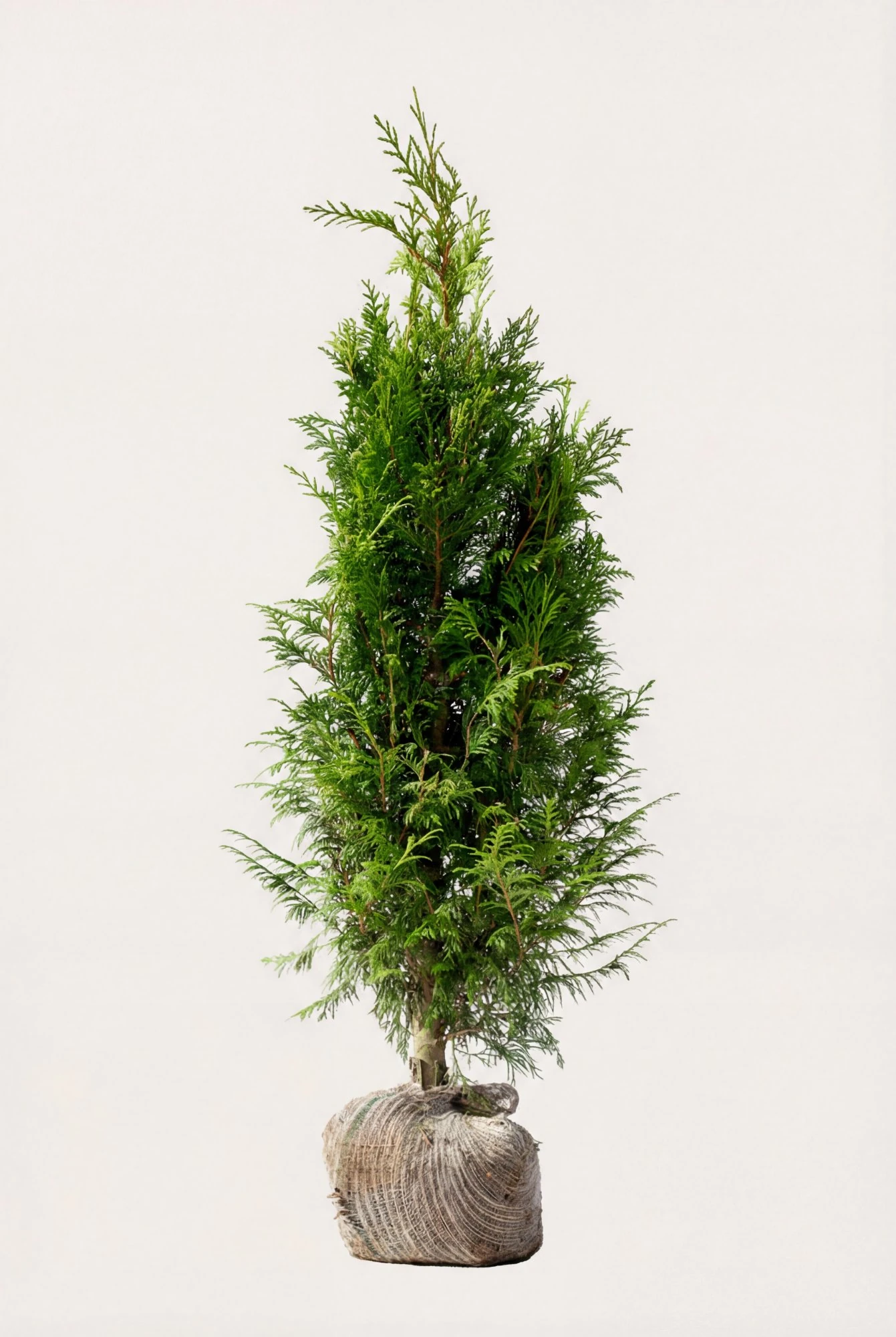 Kæmpethuja hæk Budget Pakke med rodklump 100-140cm - Giver øjeblikkelig afskærmning