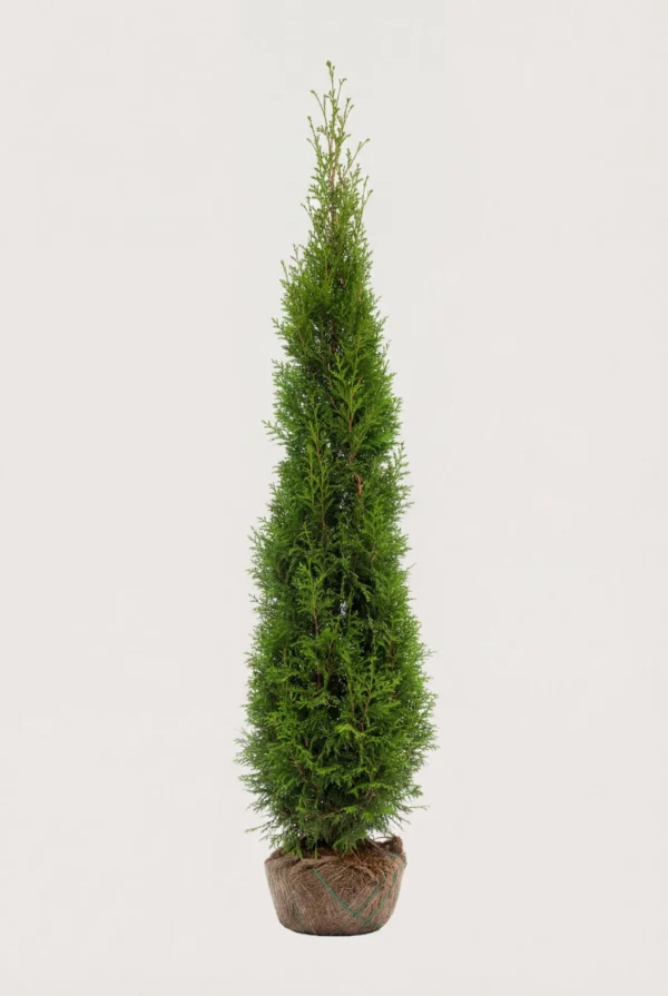 Kæmpethuja hæk Budget Pakke med rodklump 220-260cm - Giver øjeblikkelig afskærmning