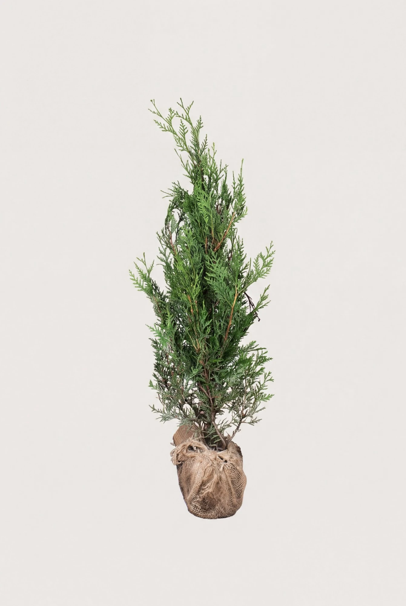 Kæmpethuja hæk Budget Pakke med rodklump 60-100cm - Giver øjeblikkelig afskærmning