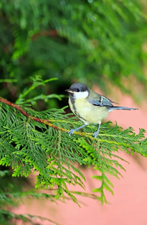 Kæmpethuja Potte Budget Pakke 100-140cm - Billede 3