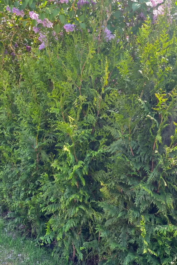 Kæmpethuja Potte Genius Pakke 140-180cm - Billede 2