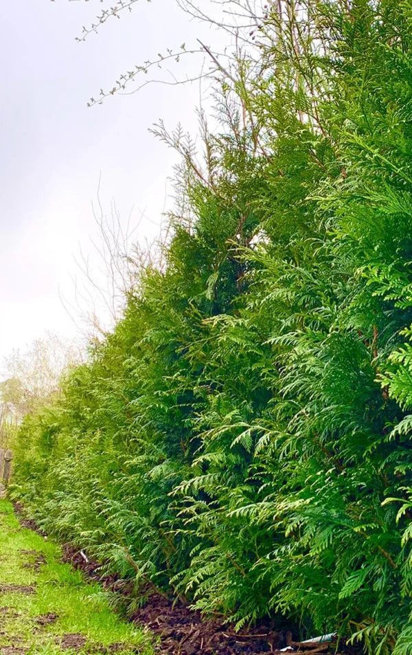 Kæmpethuja Potte Genius Pakke 180-220cm - Billede 2
