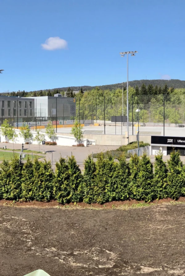 Kæmpethuja Rodklump Genius Pakke 220-260cm - Billede 2