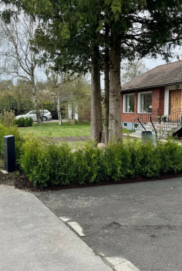 Kæmpethuja Potte Genius Pakke 60-100cm - Billede 2