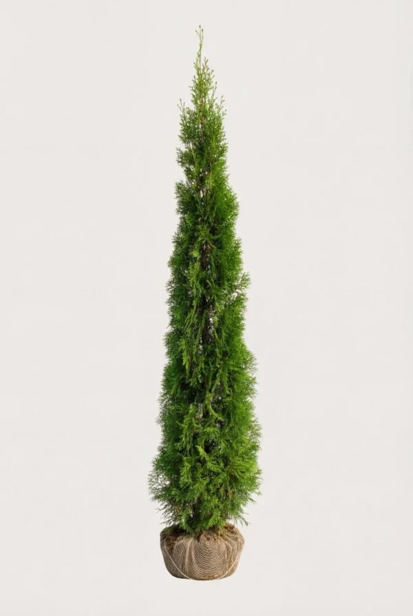 Thuja Smaragd hæk Budget Pakke med rodklump 180-220cm - Giver øjeblikkelig afskærmning