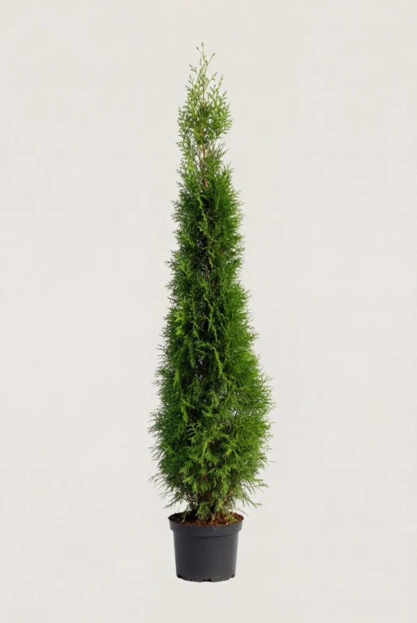 Thuja Smaragd hæk Budget Pakke i potte 180-220cm - Giver øjeblikkelig afskærmning